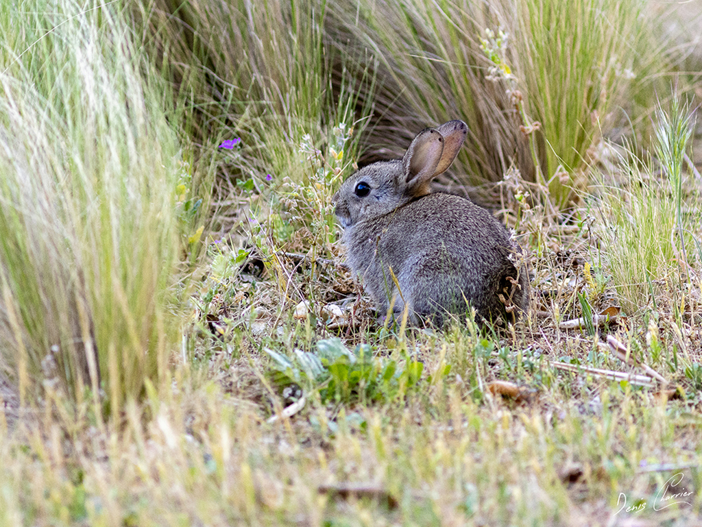 Petit lapereau de garenne dans les hautes herbes